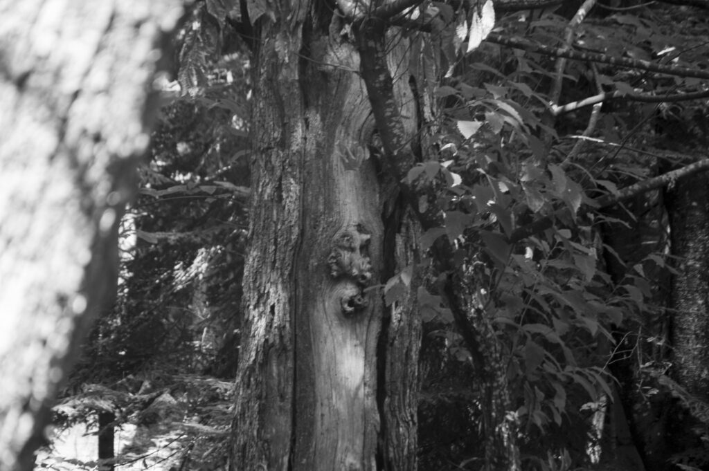 © Alice Lubisco Discover_it Lizzano in Belvedere