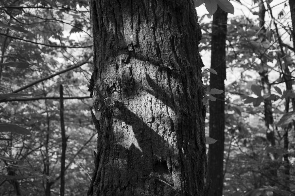 © Alice Lubisco Discover_it Lizzano in Belvedere